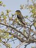 Lesser Goldfinch 6998